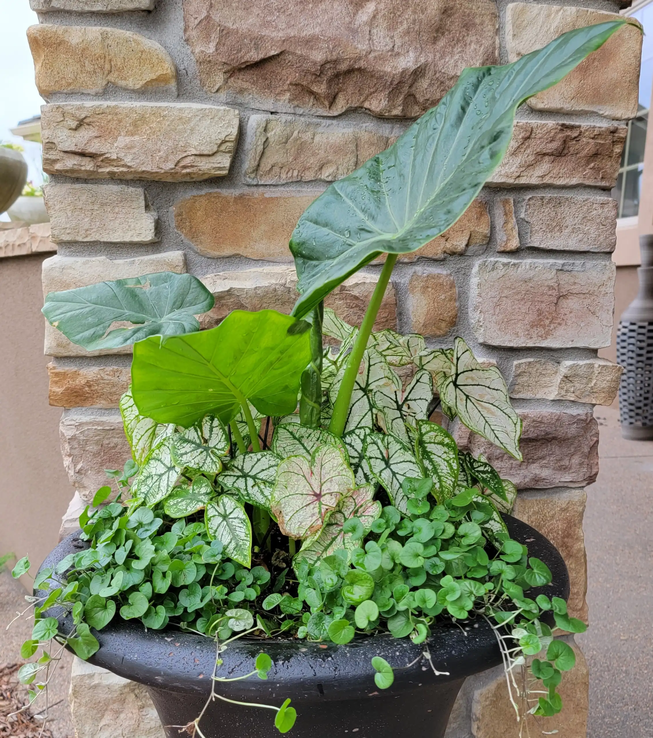 Gardening Services in Colorado Springs, CO