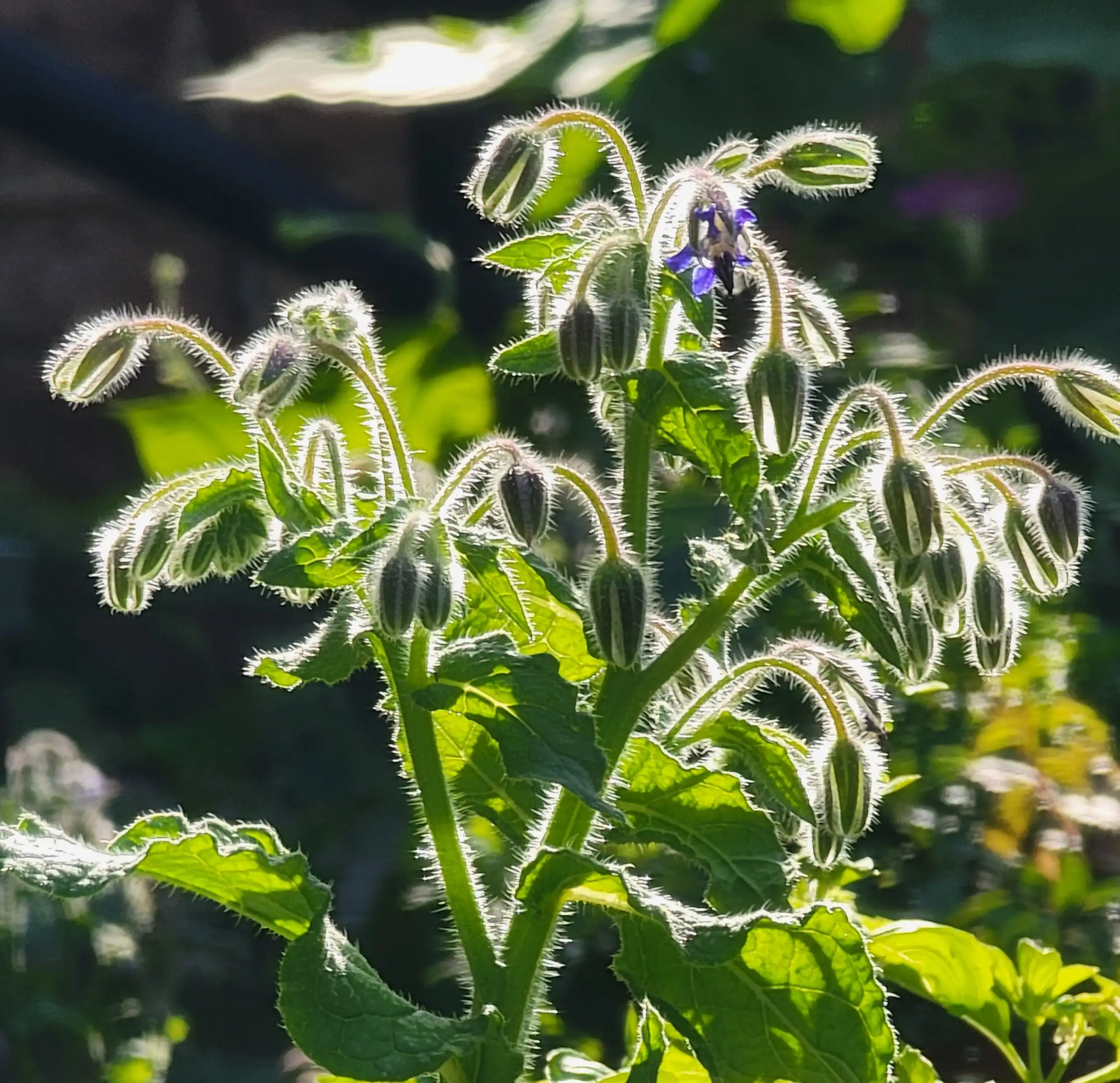 Hairy borage plant buds backlit by sunlight in a garden.