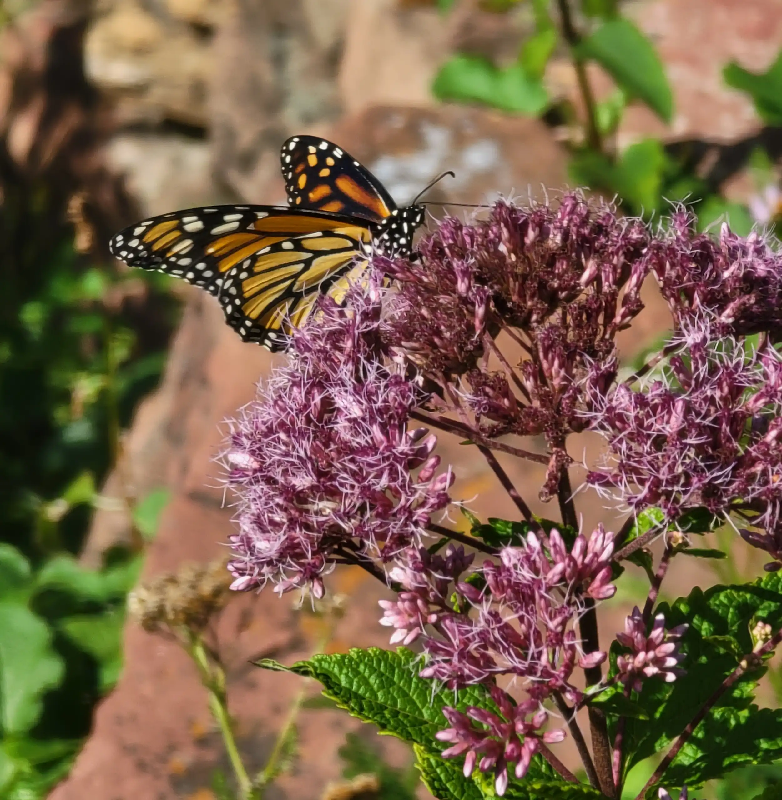 Monarch butterfly feeding on a cluster of fuzzy purple wildflowers.