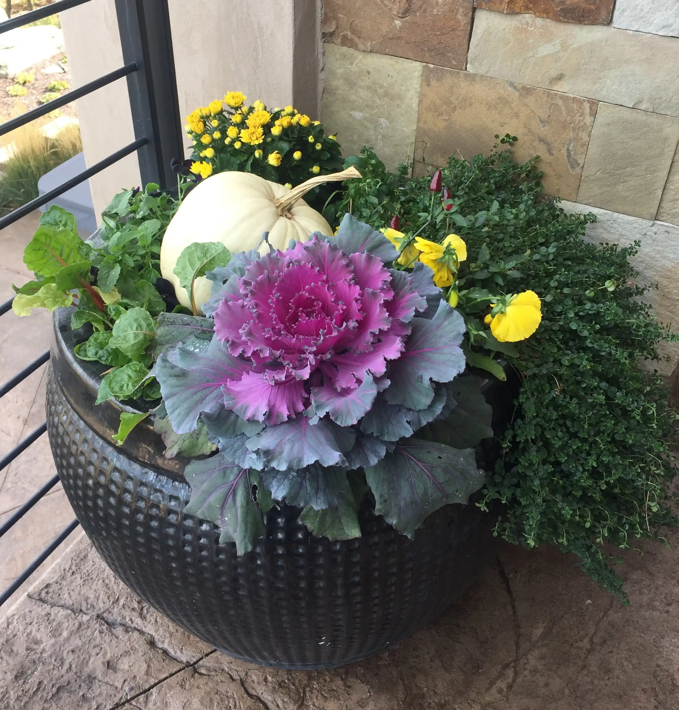 Autumn planter with purple ornamental kale and yellow flowers.